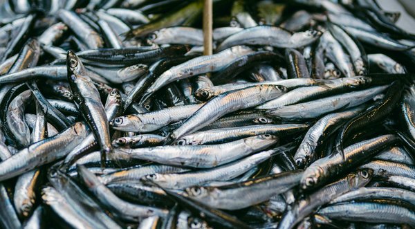 Embracing nordic walking: a path to enhanced heart health for seniors