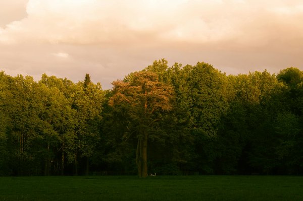 Enhancing minds: the transformative benefits of animal-assisted therapy for children with autism